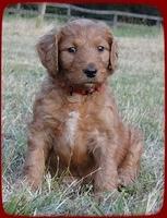 KT pups 5.5 wks old 2