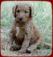 KT pups 5.5 wks old 35