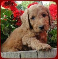 KT pups 6 wks old 12