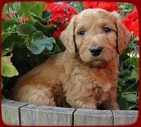 KT pups 6 wks old 14