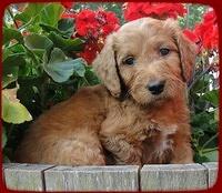 KT pups 6 wks old 15