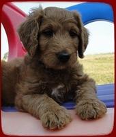 KT pups 7 wks old 18