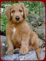 KT pups 8 wks old 26