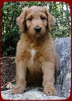 KT pups 8 wks old 30