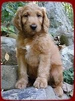 KT pups 8 wks old 31