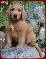 KT pups 8 wks old 34