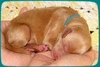 KT pups 2 days old 18