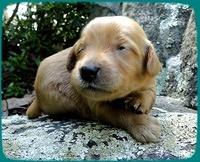 KT pups 2 wks old 32