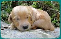 KT pups 2 wks old 34