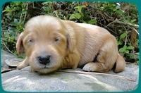 KT pups 2 wks old 35