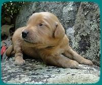 KT pups 2 wks old 37