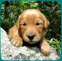 KT pups 3 wks old Image00043