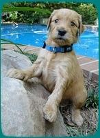 KT pups 4 wks old 20