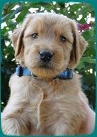 KT pups 5 wks old 22