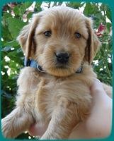KT pups 5 wks old 23