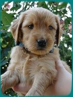 KT pups 5 wks old 25