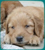 KT pups 5 wks old 48