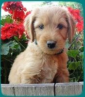KT pups 6 wks old 8