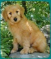 KT pups 8 wks old 103