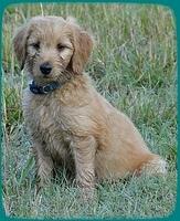 KT pups 8 wks old 96