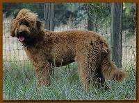 Kozie new groom 8 mos old 020