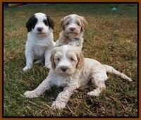 Laynie Camo pups 6 wks old 11