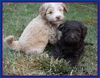 Laynie Camo pups 6 wks old 21