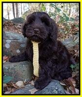 Individual puppy photos