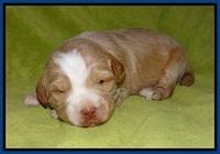 Laynie Camo pups 2 wks old 41