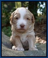 Laynie Camo pups 3 wks old 61