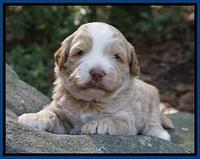 Laynie Camo pups 3 wks old 71