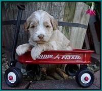 Laynie Camo pups 4 wks old 16100