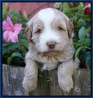 Laynie Camo pups 4 wks old 5100