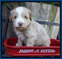 Laynie Camo pups 4 wks old 7100