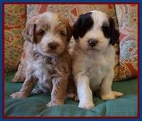 Laynie Camo pups 5 wks old101