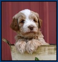 Laynie Camo pups 5 wks old61