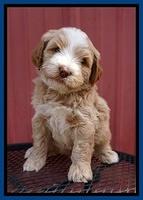 Laynie Camo pups 5 wks old81