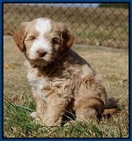 Laynie Camo pups 6 wks old 91