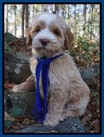 Laynie Camo pups 8 wks old 672