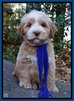 Laynie Camo pups 8 wks old 872