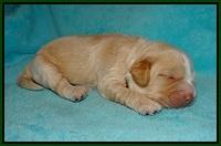 Laynie Camo pups 1 wk old61