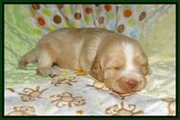 Laynie Camo pups 2 wks old 61
