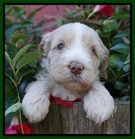 Laynie Camo pups 4 wks old 10100