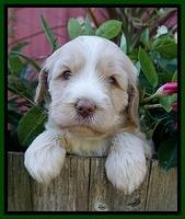 Laynie Camo pups 4 wks old 8100