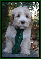 Laynie Camo pups 8 wks old 7200