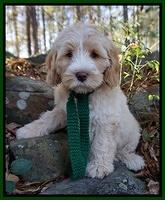 Laynie Camo pups 8 wks old 8200