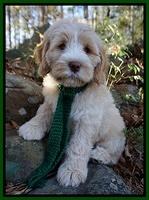 Laynie Camo pups 8 wks old 9200