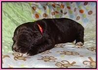 Laynie Camo pups 2 wks old 21