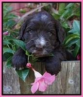 Laynie Camo pups 4 wks old 3100
