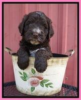 Laynie Camo pups 5 wks old41